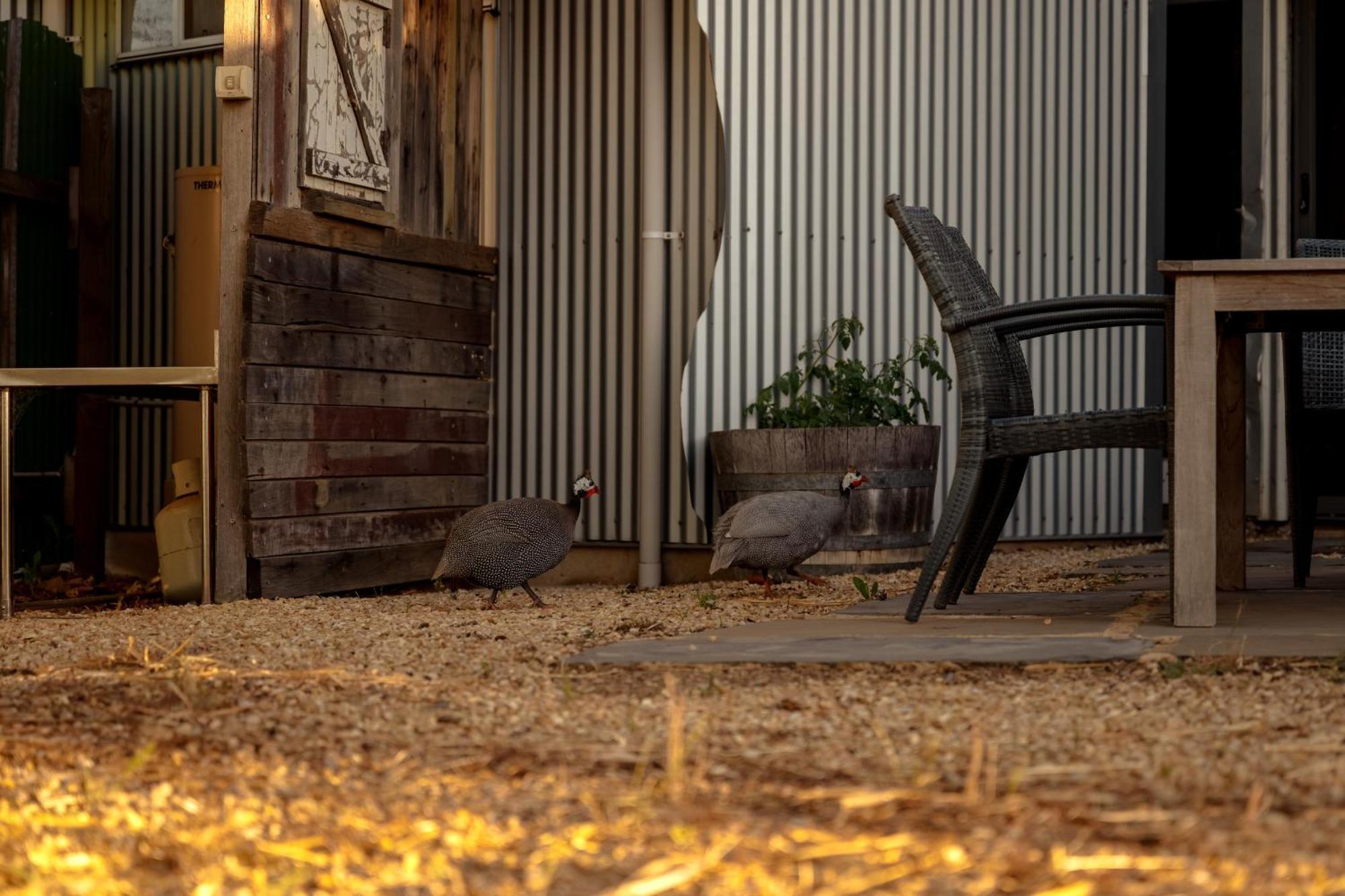 Bed In A Shed Vineyard Stay Watervale Экстерьер фото